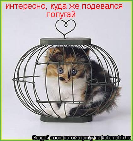 интересно, куда же подевался попугай... Котоматрица: интересно, куда же подевался попугай