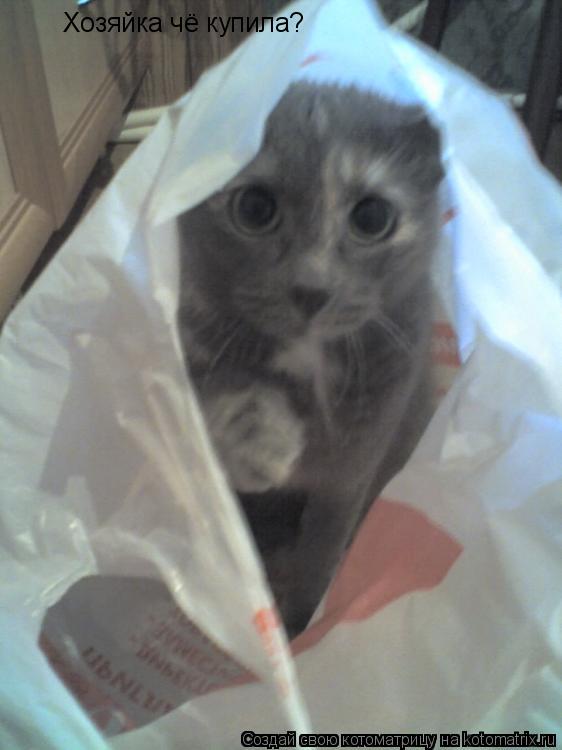 Хозяйка чё купила?... Котоматрица: Хозяйка чё купила?