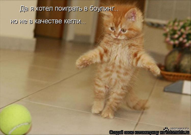 Да я хотел поиграть в боулинг... но не в качестве кегли...... Котоматрица: Да я хотел поиграть в боулинг... но не в качестве кегли...