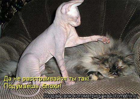 Да не расстраивайся ты так! Подумаешь, блохи!... Котоматрица: Да не расстраивайся ты так! Подумаешь, блохи!