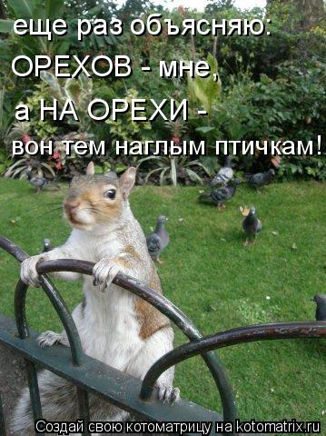 еще раз объясняю: ОРЕХОВ - мне, а НА ОРЕХИ - вон тем наглым птичкам!... Котоматрица: еще раз объясняю: ОРЕХОВ - мне, а НА ОРЕХИ - вон тем наглым птичкам!