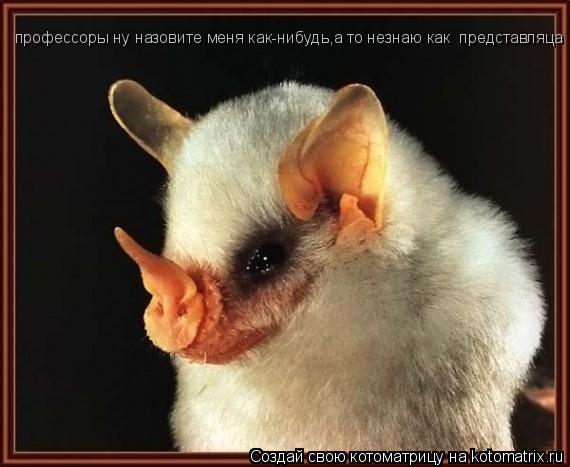 Котоматрица: профессоры ну назовите меня как-нибудь,а то незнаю как  представляца
