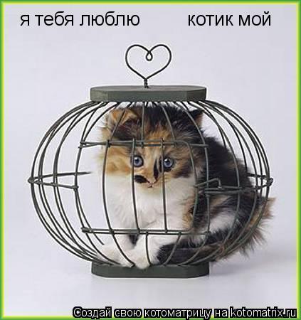 я тебя люблю котик мой... Котоматрица: я тебя люблю котик мой