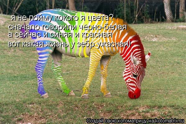 я не пойму кокого я цвета? я не пойму кокого я цвета? сначало говорили чёрно-белая а сёйчас и синяя ... Котоматрица: я не пойму кокого я цвета? я не пойму кокого я цвета? сначало говорили чёрно-белая а сёйчас и синяя и красная вот какая жизнь у зебр ужасная!
