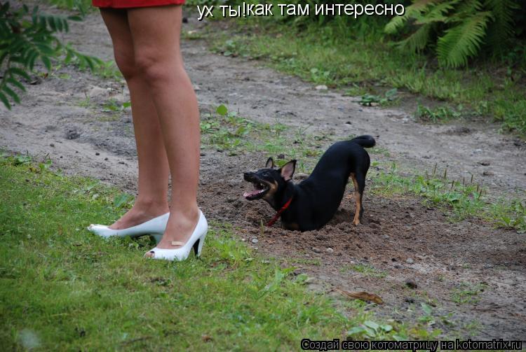 ух ты! как там интересно... Котоматрица: ух ты! как там интересно