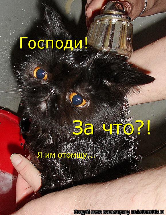 Господи! За что?! Я им отомщу...... Котоматрица: Господи! За что?! Я им отомщу...