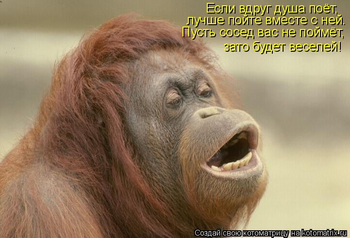Если вдруг душа поёт, лучше пойте вместе с ней. Пусть сосед вас не поймёт, зато будет веселей!... Котоматрица: Если вдруг душа поёт, лучше пойте вместе с ней. Пусть сосед вас не поймёт, зато будет веселей!