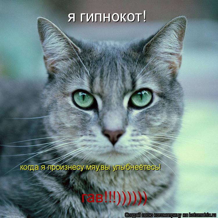я гипнокот! когда я произнесу мяу,вы улыбнеётесь! гав!!!))))))... Котоматрица: я гипнокот! когда я произнесу мяу,вы улыбнеётесь! гав!!!))))))