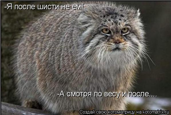 -Я после шисти не ем! -А смотря по весу и после....... Котоматрица: -Я после шисти не ем! -А смотря по весу и после....