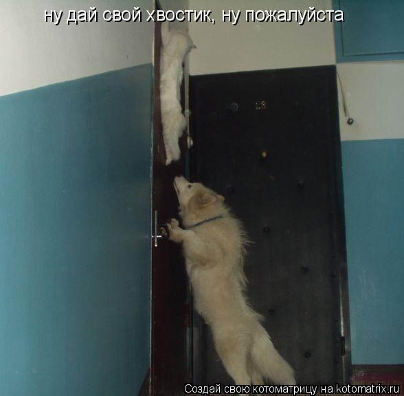 ну дай свой хвостик, ну пожалуйста... Котоматрица: ну дай свой хвостик, ну пожалуйста