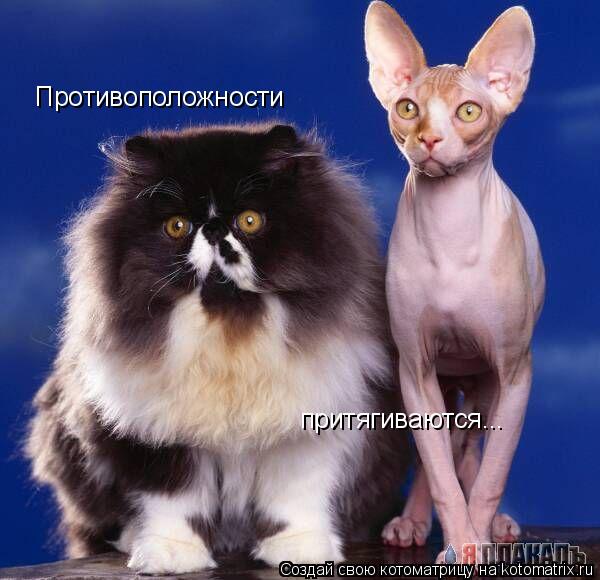 Противоположности притягиваются...... Котоматрица: Противоположности притягиваются...