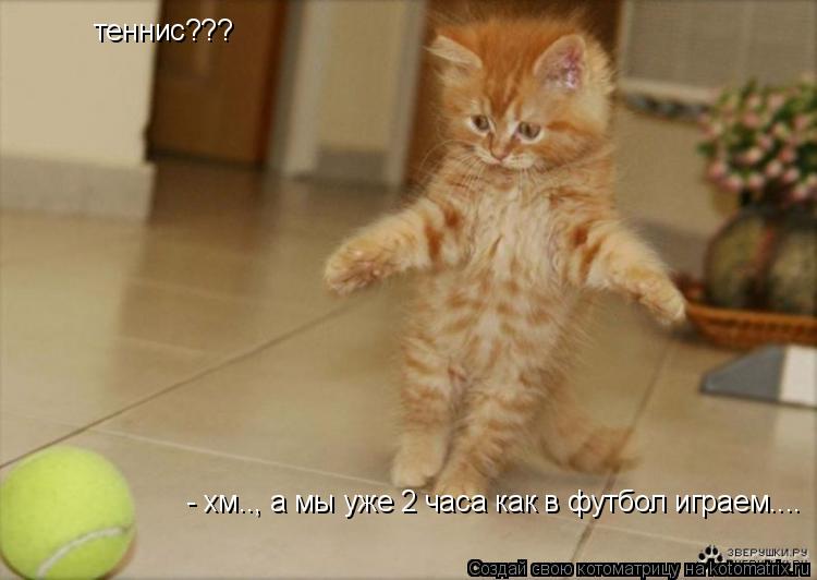 теннис??? - хм.., а мы уже 2 часа как в футбол играем....... Котоматрица: теннис??? - хм.., а мы уже 2 часа как в футбол играем....