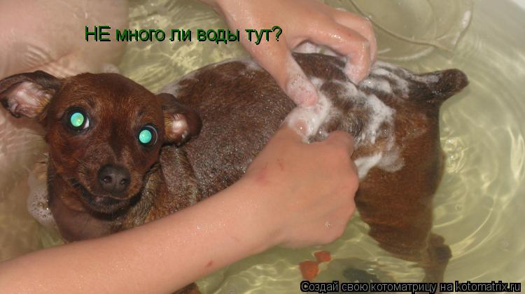 НЕ много ли воды тут?... Котоматрица: НЕ много ли воды тут?