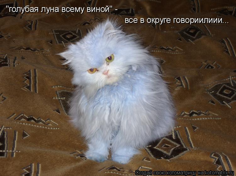 "голубая луна всему виной" - все в округе говориилиии...... Котоматрица: "голубая луна всему виной" - все в округе говориилиии...