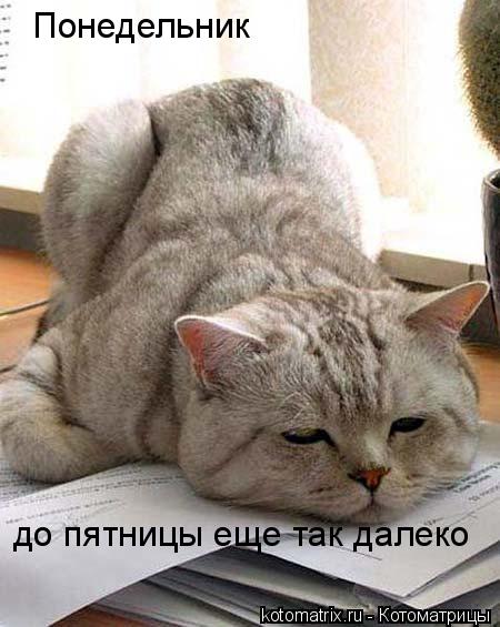 Понедельник до пятницы еще так далеко... Котоматрица: Понедельник до пятницы еще так далеко