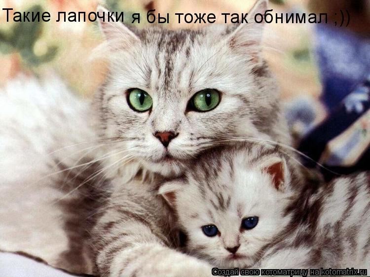 Такие лапочки я бы тоже так обнимал ;))... Котоматрица: Такие лапочки я бы тоже так обнимал ;))