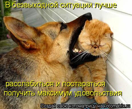 В безвыходной ситуации лучше расслабиться и постараться получить максимум удовольствия... Котоматрица: В безвыходной ситуации лучше расслабиться и постараться получить максимум удовольствия
