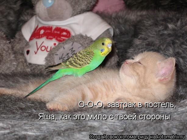 О-О-О, завтрак в постель, Яша, как это мило с твоей стороны... Котоматрица: О-О-О, завтрак в постель, Яша, как это мило с твоей стороны