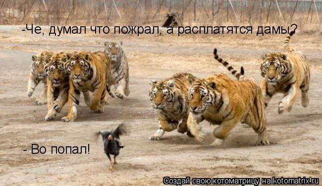 - Во попал! -Че, думал что пожрал, а расплатятся дамы?... Котоматрица: - Во попал! -Че, думал что пожрал, а расплатятся дамы?