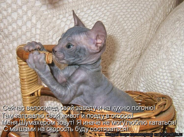 Меня Шумахером зовут! Я иначе не могу,люблю кататься! Там заправлю свой живот и поеду в огород! Сейча... Котоматрица: Меня Шумахером зовут! Я иначе не могу,люблю кататься! Там заправлю свой живот и поеду в огород! Сейчас велосипед свой заведу и на кухню погон
