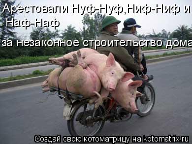 Наф-Наф за незаконное строительство дома... Арестовали Нуф-Нуф,Ниф-Ниф и... Котоматрица: Наф-Наф за незаконное строительство дома... Арестовали Нуф-Нуф,Ниф-Ниф и