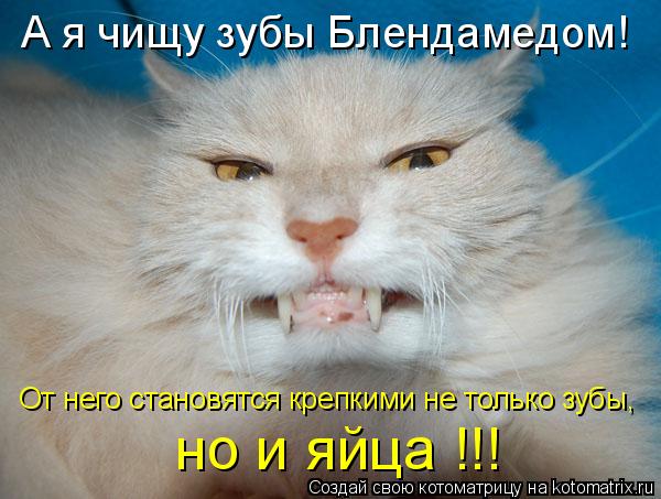 А я чищу зубы Блендамедом! От него становятся крепкими не только зубы, но и яйца !!!... Котоматрица: А я чищу зубы Блендамедом! От него становятся крепкими не только зубы, но и яйца !!!