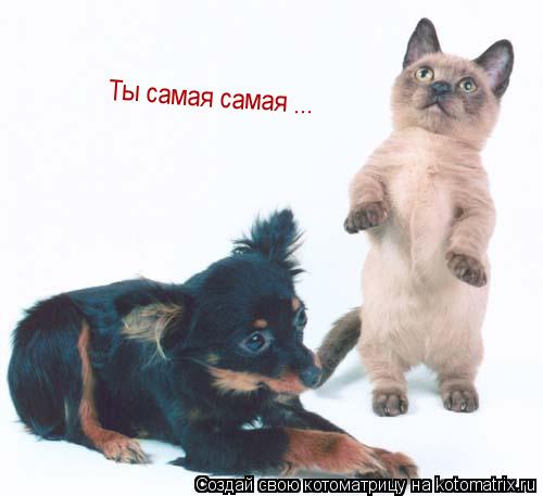 Ты самая самая ...... Котоматрица: Ты самая самая ...
