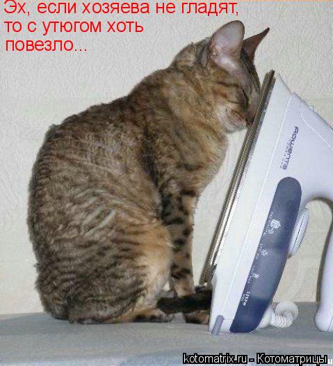 Эх, если хозяева не гладят, то с утюгом хоть повезло...... Котоматрица: Эх, если хозяева не гладят, то с утюгом хоть повезло...