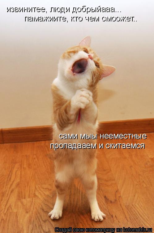 извинитее, люди добрыйааа... памажиите, кто чем смоожет.. сами мыы нееместные пропадааем и скитаемся... Котоматрица: извинитее, люди добрыйааа... памажиите, кто чем смоожет.. сами мыы нееместные пропадааем и скитаемся