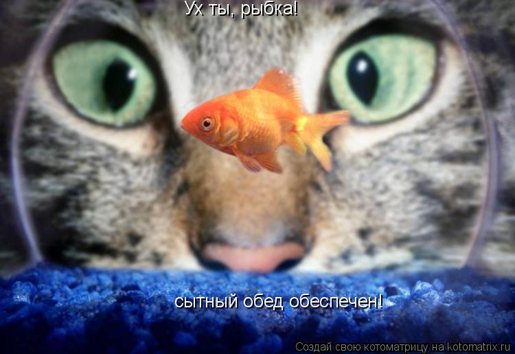 Ух ты, рыбка! сытный обед обеспечен!... Котоматрица: Ух ты, рыбка! сытный обед обеспечен!