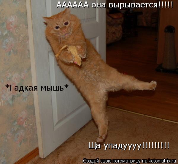 Котоматрица: АААААА она вырывается!!!!! Ща упадуууу!!!!!!!!! *Гадкая мышь*