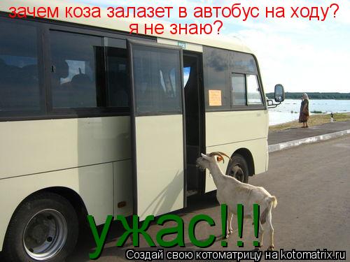 зачем коза залазет в автобус на ходу? я не знаю? ужас!!!... Котоматрица: зачем коза залазет в автобус на ходу? я не знаю? ужас!!!
