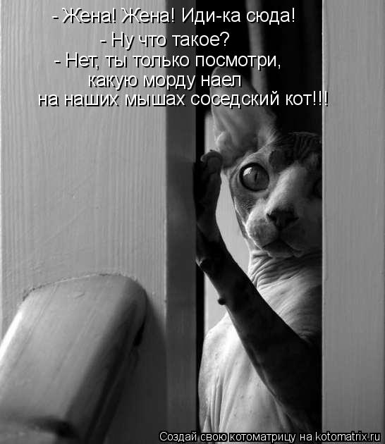 - Жена! Жена! Иди-ка сюда! - Ну что такое? - Нет, ты только посмотри, какую морду наел на наших ... Котоматрица: - Жена! Жена! Иди-ка сюда! - Ну что такое? - Нет, ты только посмотри, какую морду наел на наших мышах соседский кот!!!