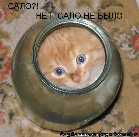 САЛО?! НЕТ! САЛО НЕ БЫЛО... Котоматрица: САЛО?! НЕТ! САЛО НЕ БЫЛО