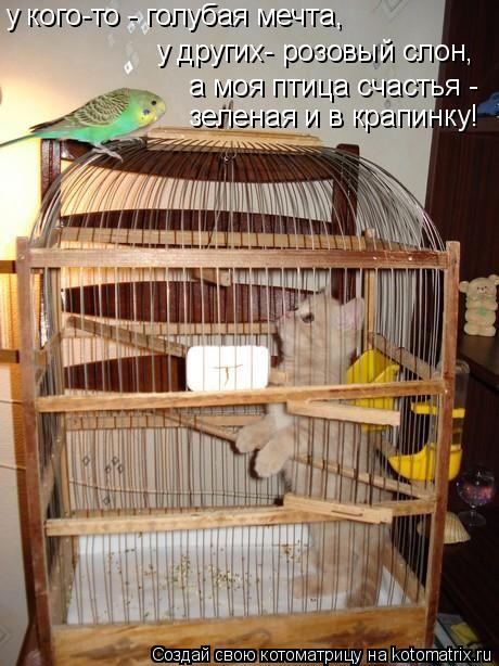 у кого-то - голубая мечта, у других- розовый слон, а моя птица счастья - зеленая и в крапинку!... Котоматрица: у кого-то - голубая мечта, у других- розовый слон, а моя птица счастья - зеленая и в крапинку!