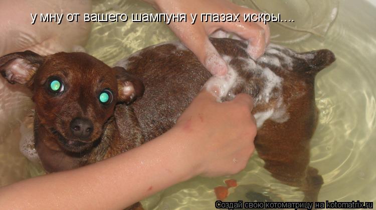 у мну от вашего шампуня у глазах искры....... Котоматрица: у мну от вашего шампуня у глазах искры....