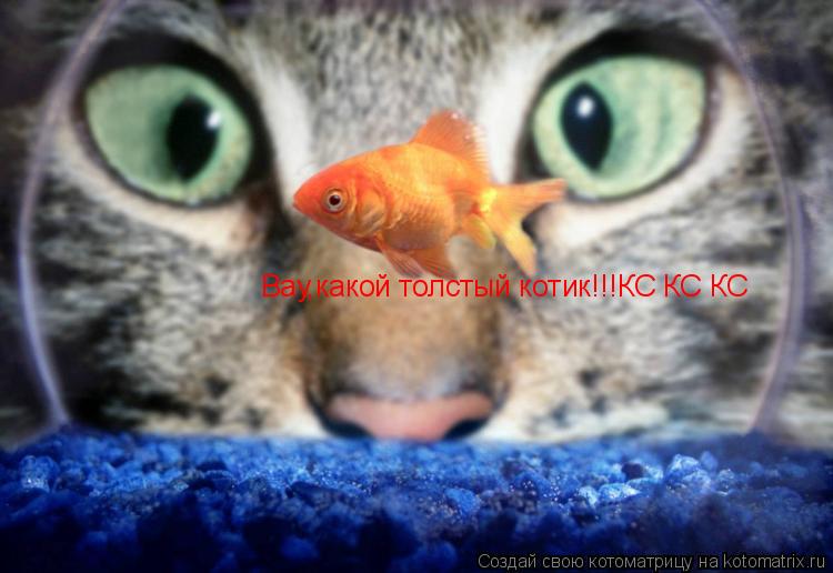 Вау,какой толстый котик!!!КС КС КС... Котоматрица: Вау,какой толстый котик!!!КС КС КС