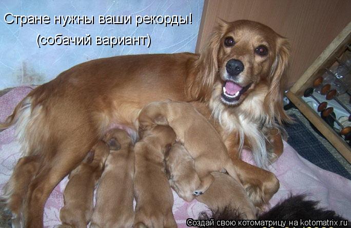 Стране нужны ваши рекорды! (собачий вариант)... Котоматрица: Стране нужны ваши рекорды! (собачий вариант)