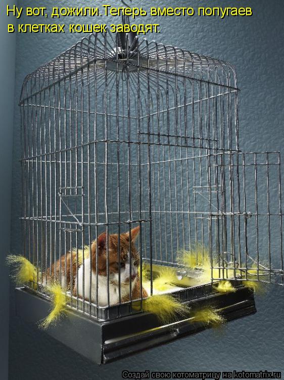Ну вот, дожили.Теперь вместо попугаев в клетках кошек заводят.... Котоматрица: Ну вот, дожили.Теперь вместо попугаев в клетках кошек заводят.