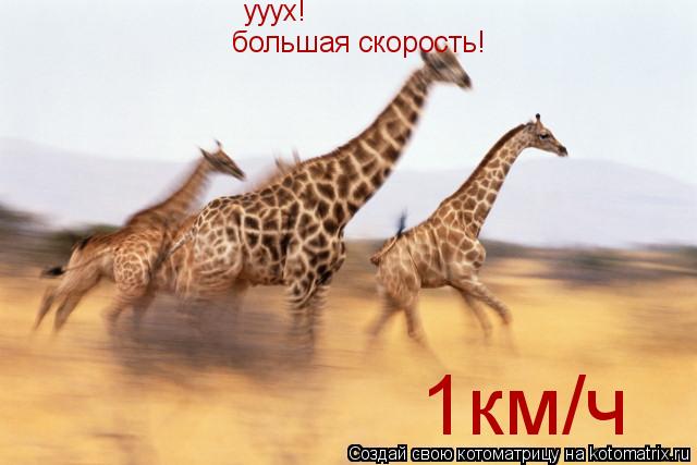 ууух! большая скорость! 1км/ч... Котоматрица: ууух! большая скорость! 1км/ч