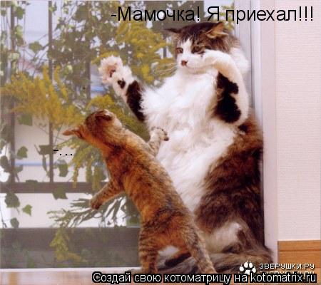 Котоматрица: -Мамочка! Я приехал!!! -...