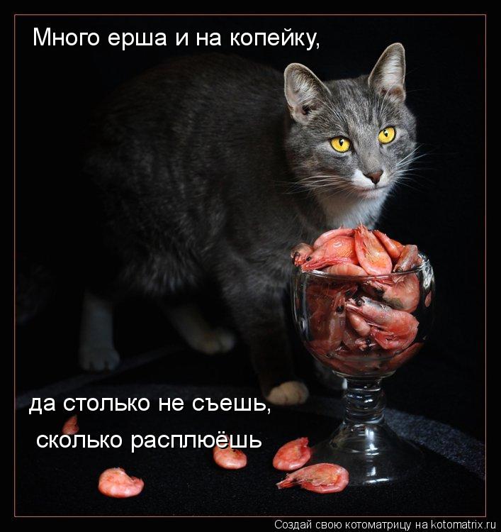 Много ерша и на копейку, да столько не съешь, сколько расплюёшь... Котоматрица: Много ерша и на копейку, да столько не съешь, сколько расплюёшь