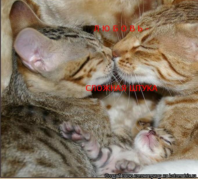 Л Ю Б О В Ь - СЛОЖНАЯ ШТУКА... Котоматрица: Л Ю Б О В Ь - СЛОЖНАЯ ШТУКА