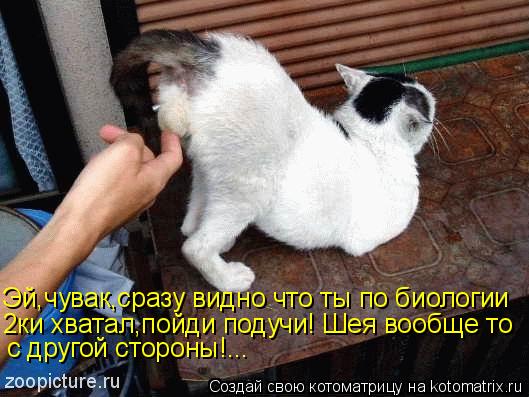 Эй,чувак,сразу видно что ты по биологии 2ки хватал,пойди подучи! Шея вообще то с другой стороны!...... Котоматрица: Эй,чувак,сразу видно что ты по биологии 2ки хватал,пойди подучи! Шея вообще то с другой стороны!...