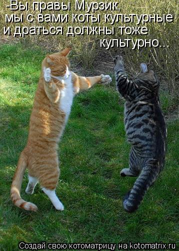 Котоматрица: -Вы правы Мурзик, мы с вами коты культурные и драться должны тоже культурно...