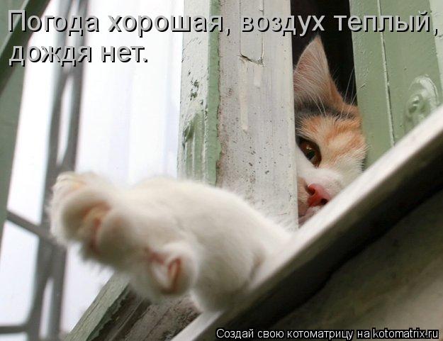 Погода хорошая, воздух теплый, дождя нет.... Котоматрица: Погода хорошая, воздух теплый, дождя нет.
