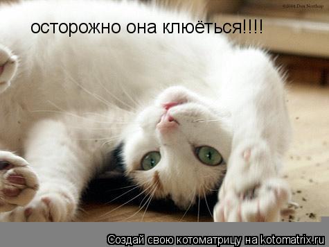 осторожно она клюёться!!!!... Котоматрица: осторожно она клюёться!!!!