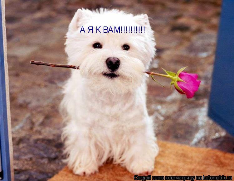 А Я К ВАМ!!!!!!!!!!... Котоматрица: А Я К ВАМ!!!!!!!!!!