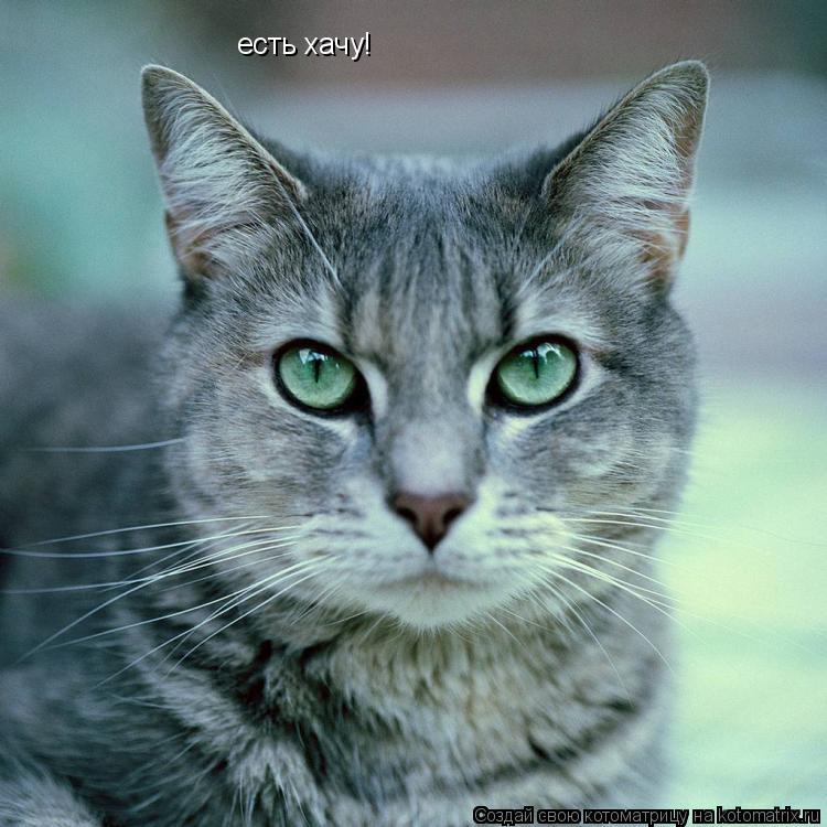 есть хачу!... Котоматрица: есть хачу!