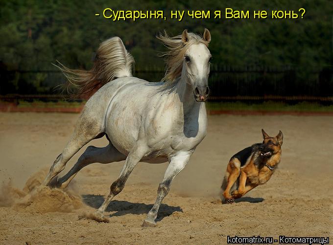 - Сударыня, ну чем я Вам не конь?... Котоматрица: - Сударыня, ну чем я Вам не конь?